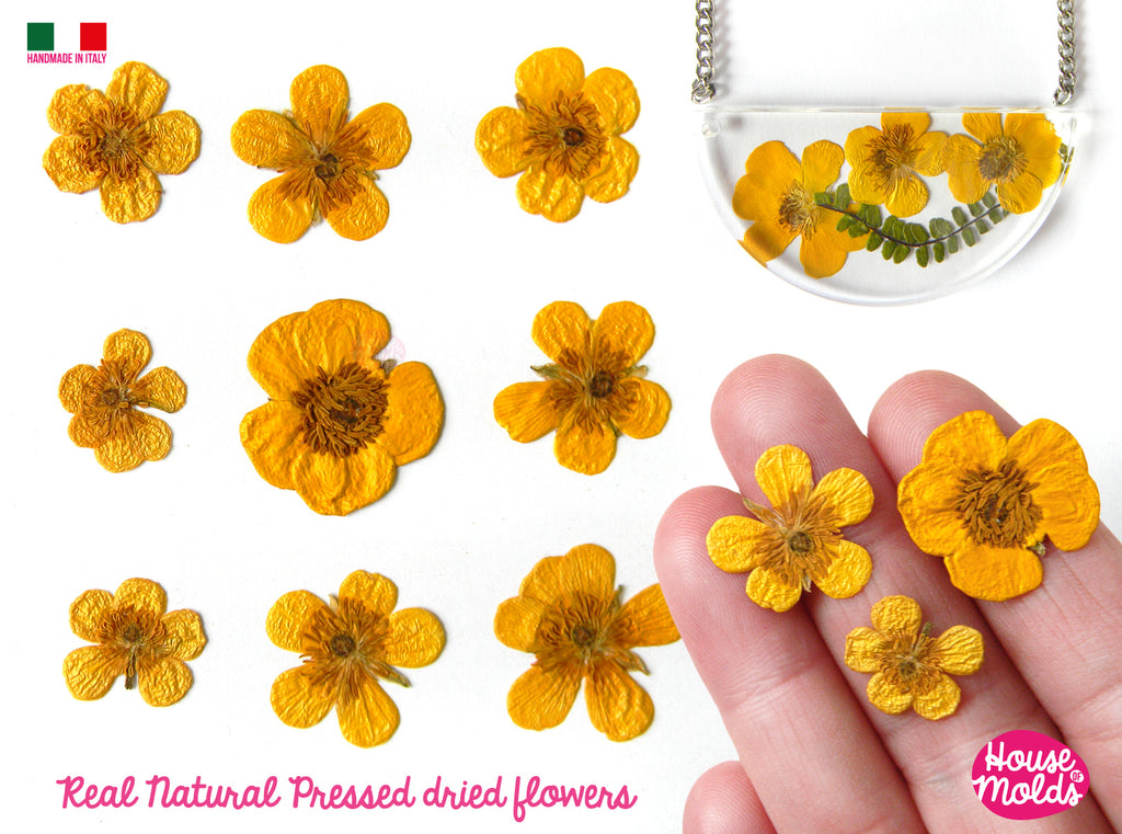 Buttercups  dried pressed Flowers set  , bright yellow wild  flowers -ideal for any type of resin inclusions - comes from Italy