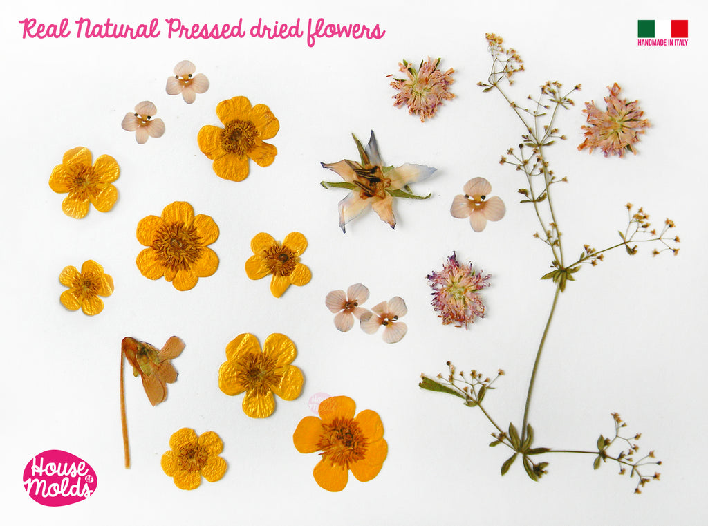 Wilflowers set dried pressed Flowers and leaves  , bright yellow wild  flowers and green plants -ideal for any type of resin inclusions - comes from Italy